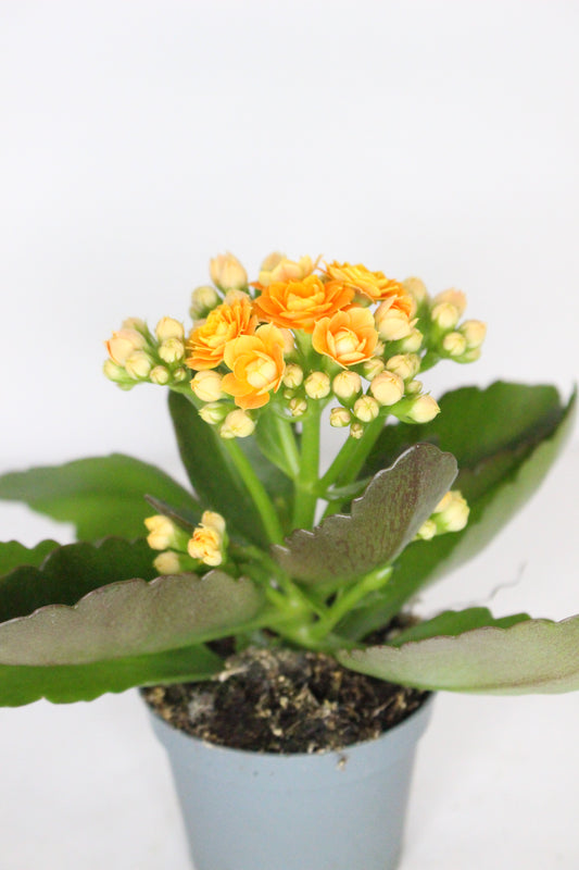 Kalanchoe Rosalina Naranja 6cm