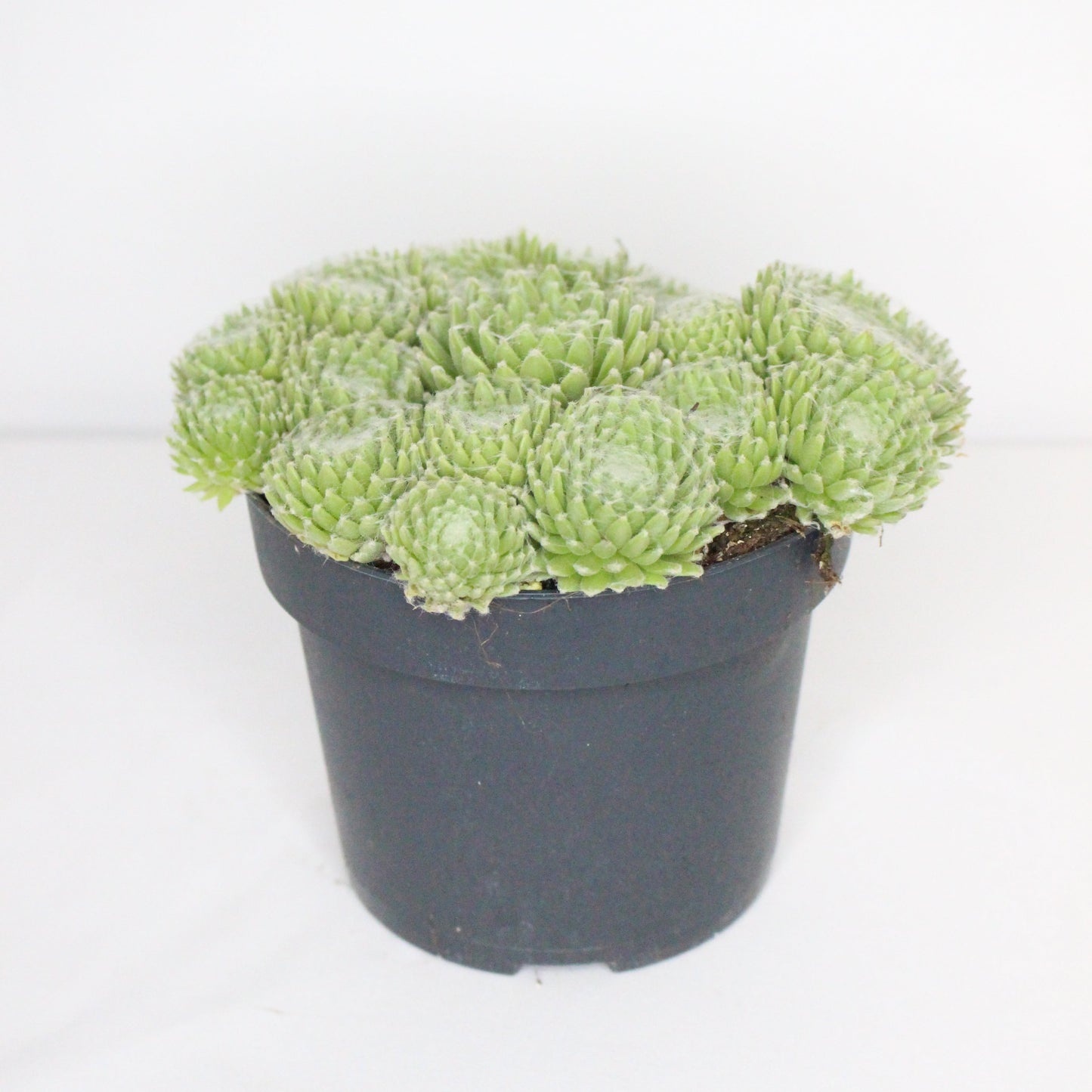 Sempervivum Summer Frost