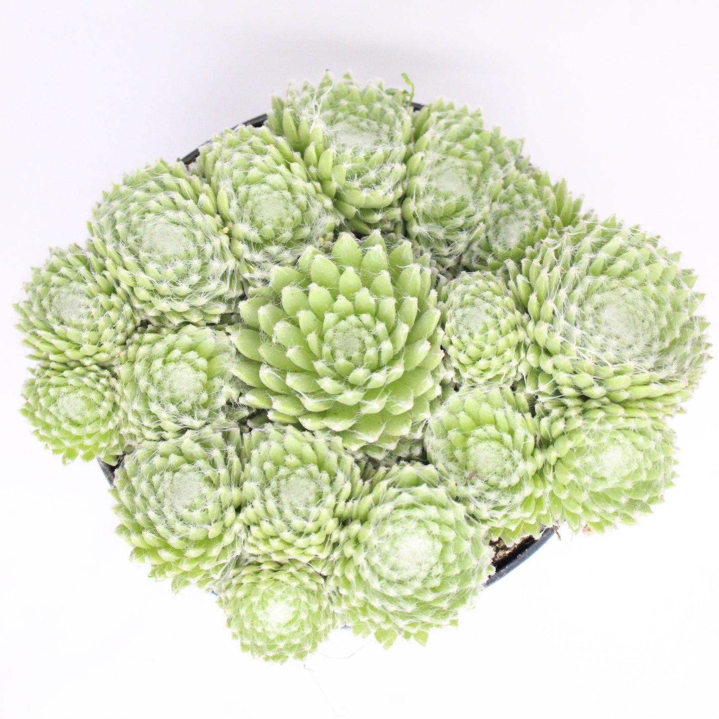 Sempervivum Summer Frost