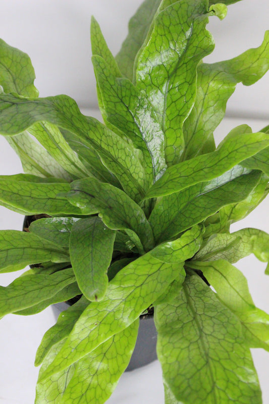 Helecho Cocodrilo (Microsorum musifolium Crocodyllus)