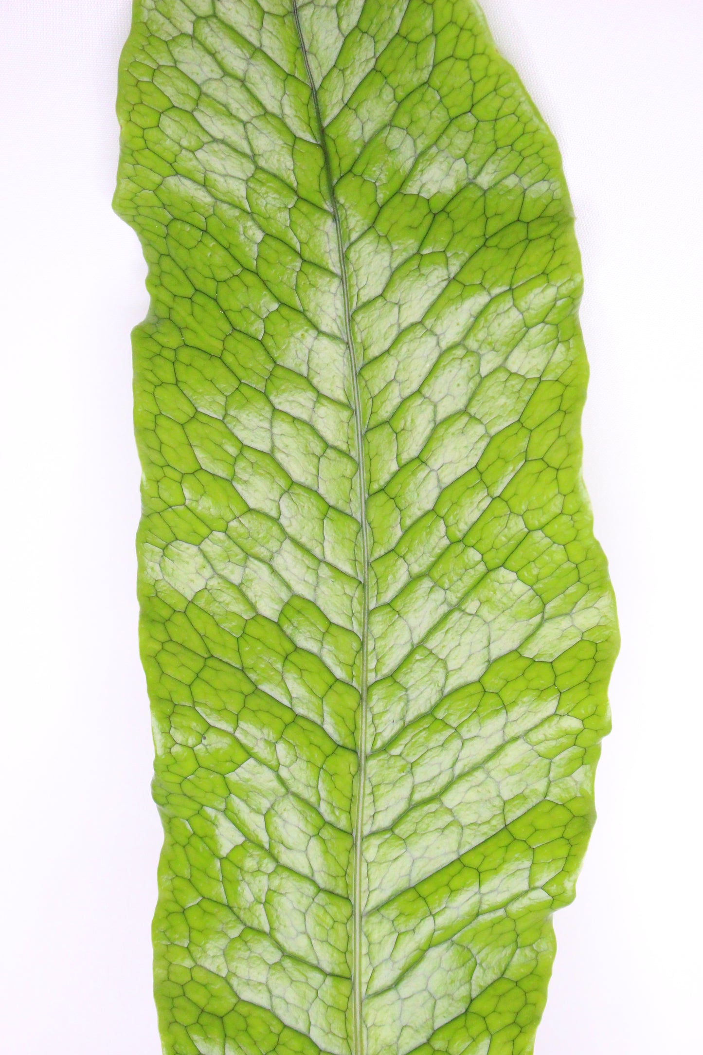 Helecho Cocodrilo (Microsorum musifolium Crocodyllus)