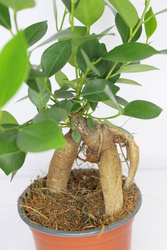 Ficus Microcarpa Ginseng