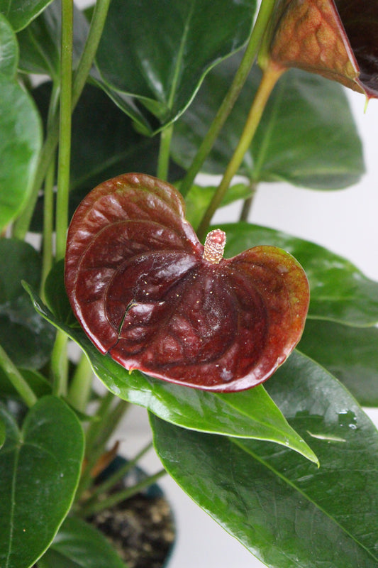 Anthurium Chocolate Essence