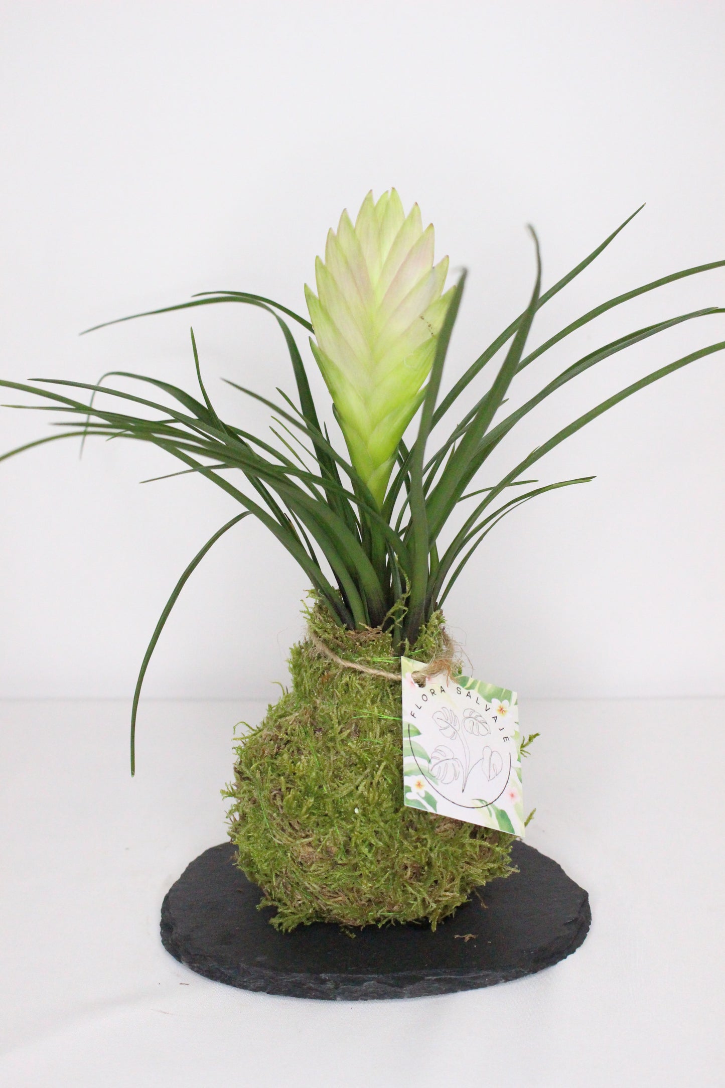 Kokedama Tillandsia Cyanea S + Plato Pizarra