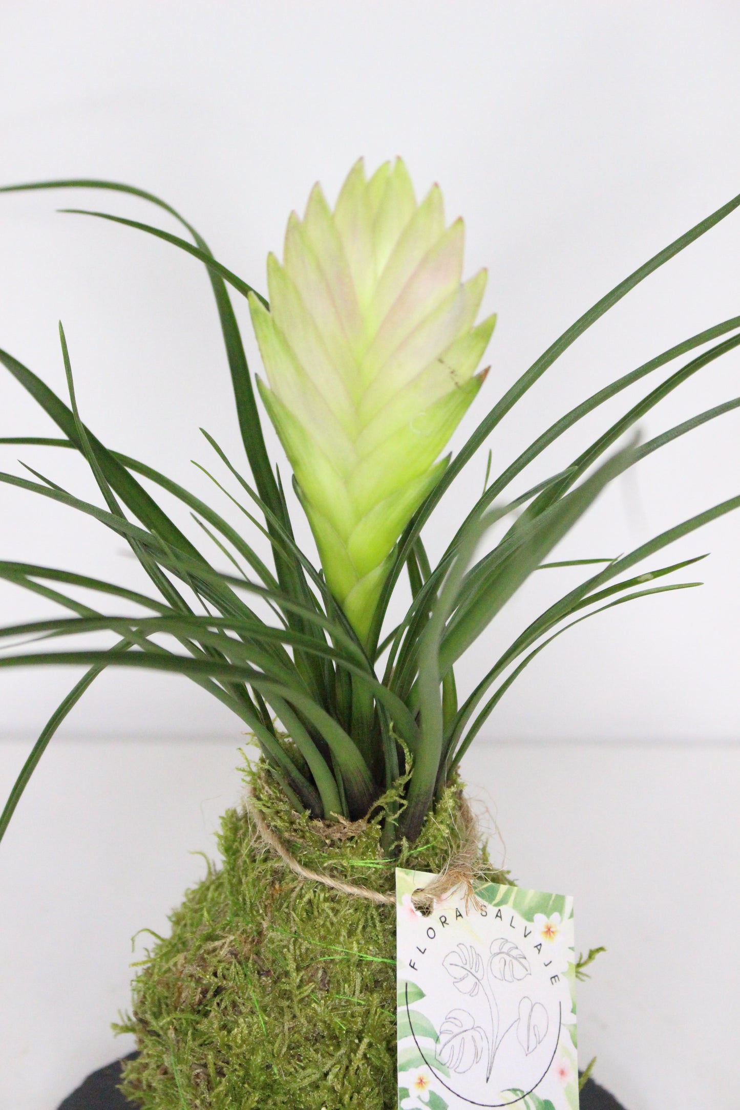 Kokedama Tillandsia Cyanea S + Plato Pizarra