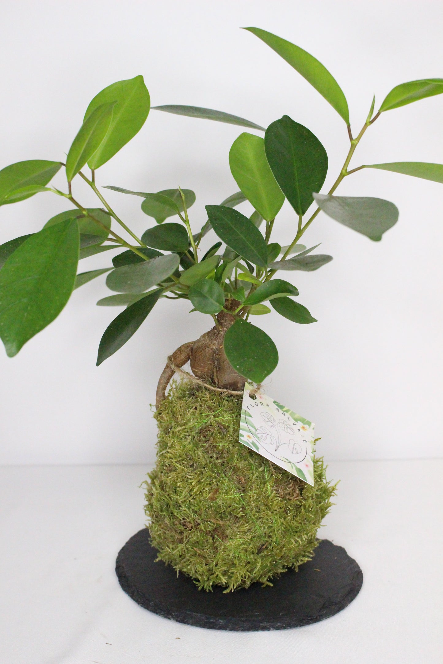 Kokedama Ficus Ginseng M + Plato Pizarra