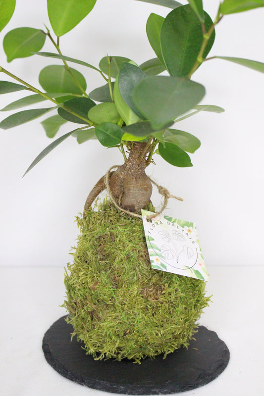 Kokedama Ficus Ginseng M + Plato Pizarra
