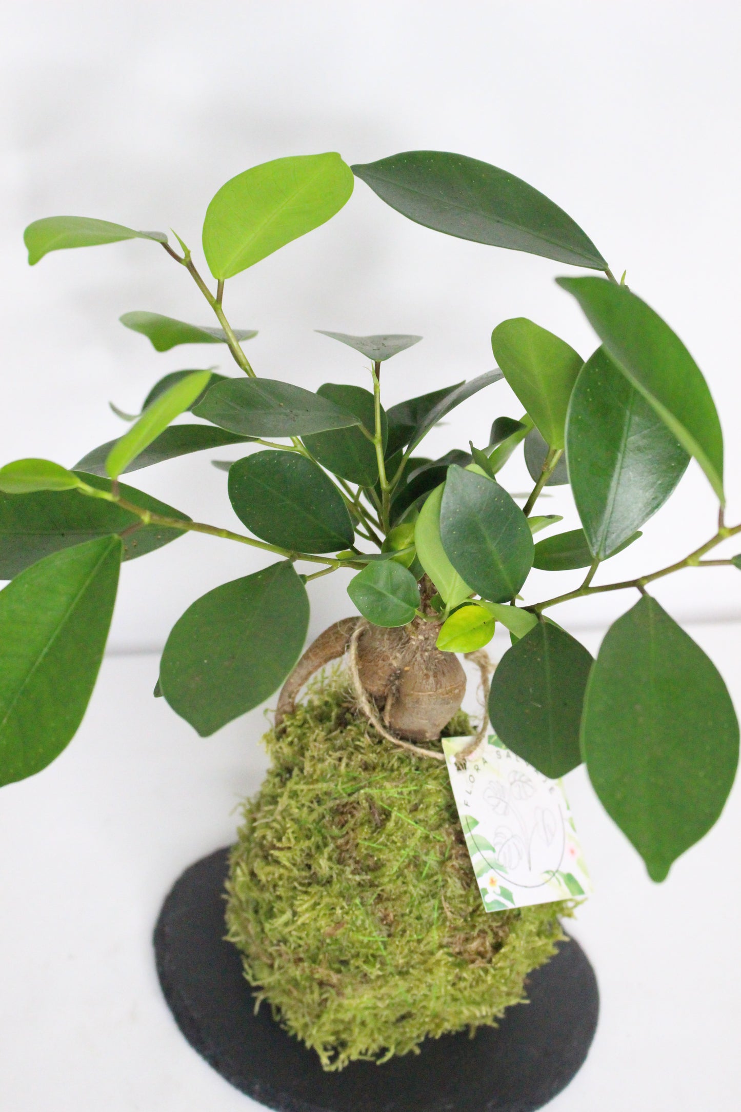 Kokedama Ficus Ginseng M + Plato Pizarra