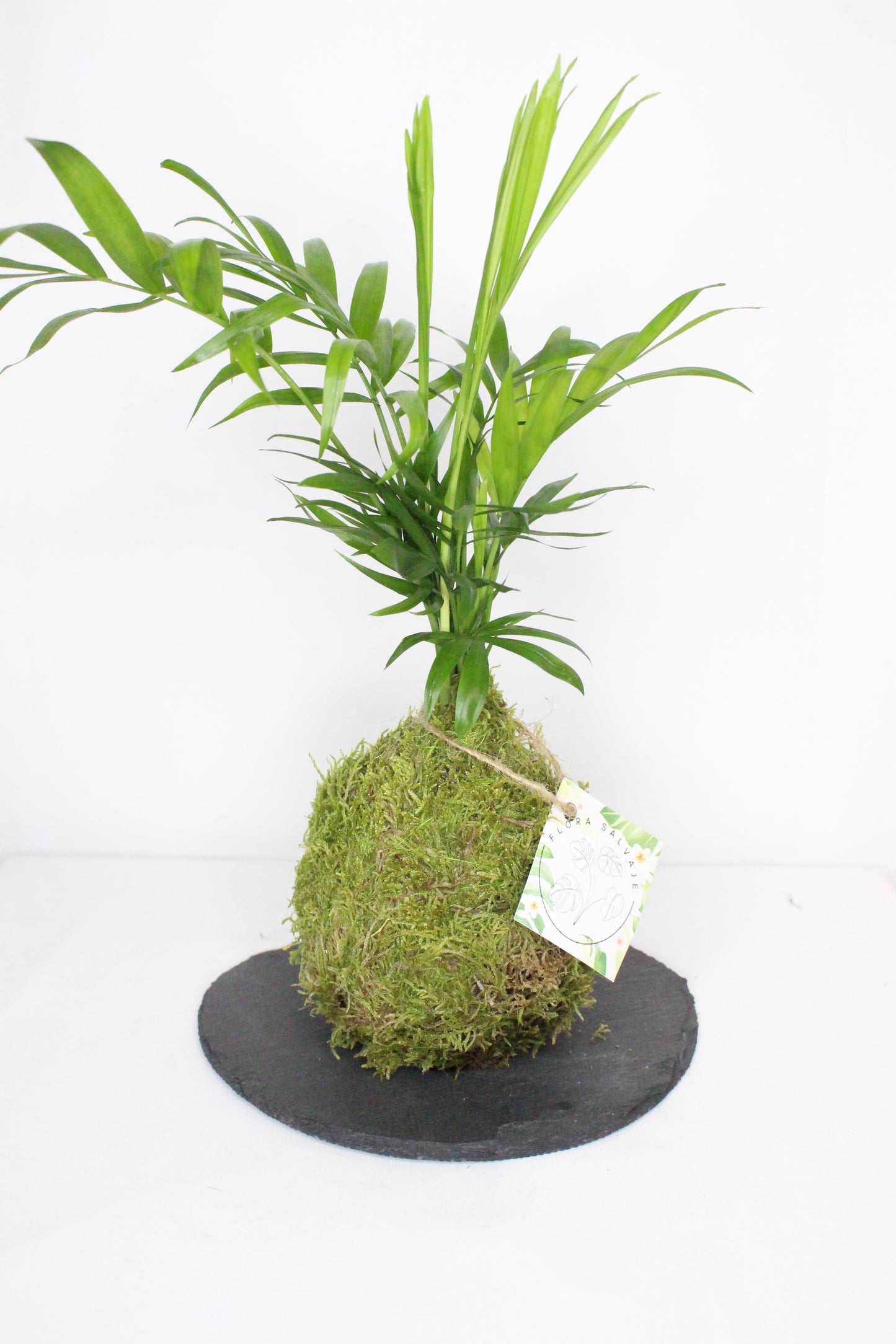 Kokedama Chamadora Elegans M + Plato Pizarra