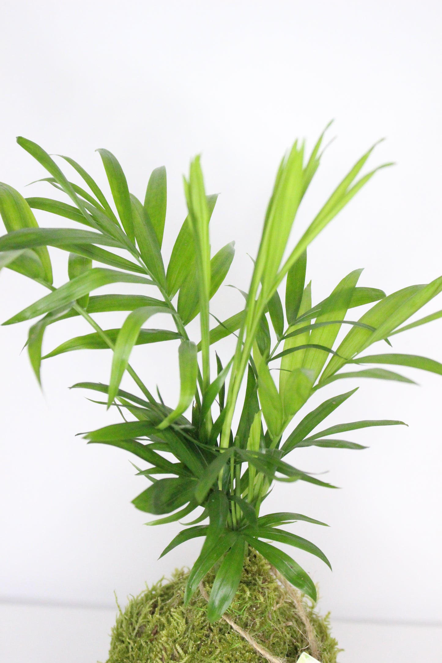Kokedama Chamadora Elegans M + Plato Pizarra