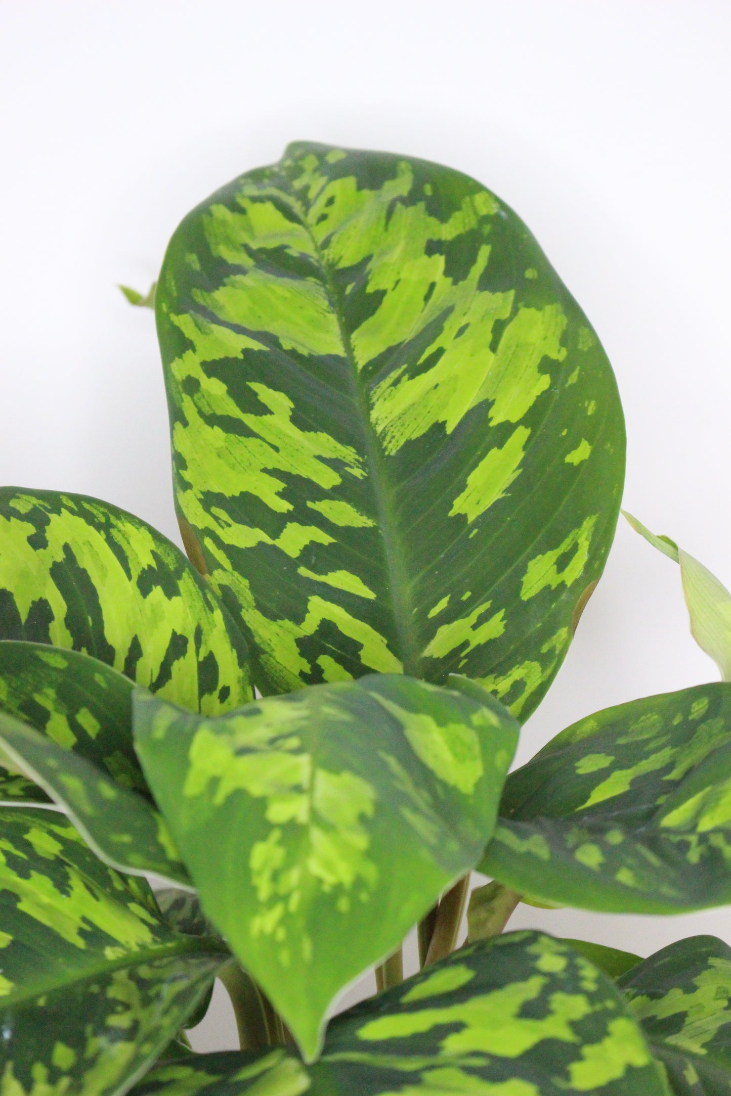 Homalomena Camuflaje