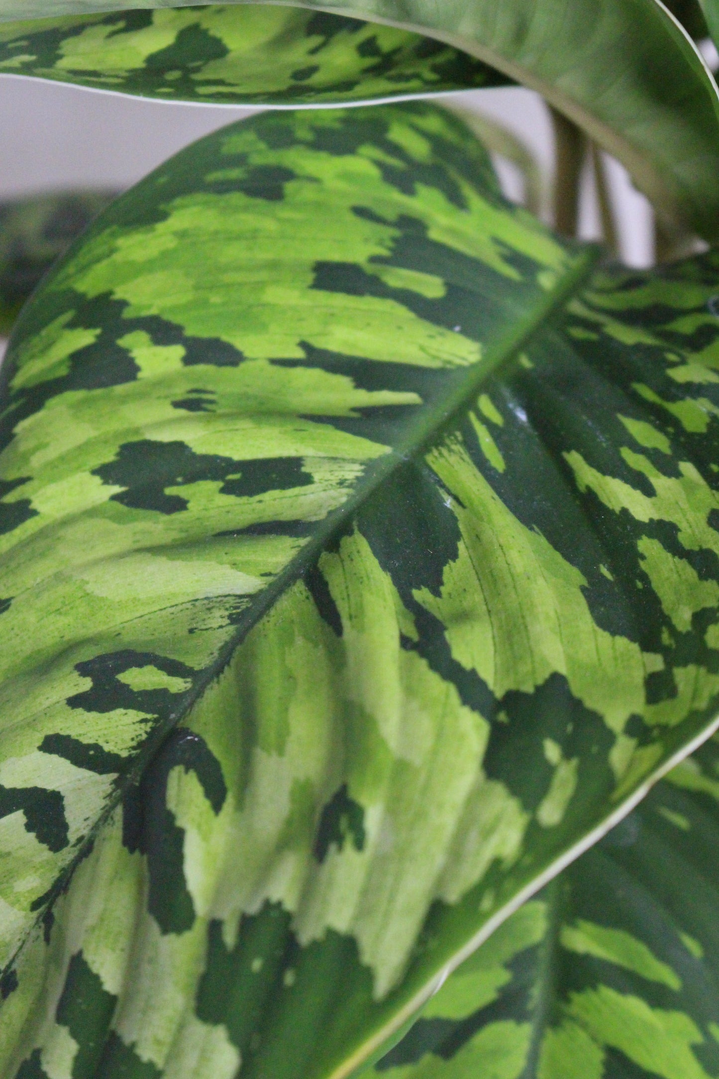 Homalomena Camuflaje