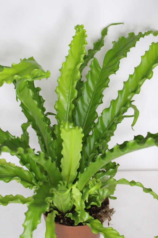 Helecho Asplenium Antiquum Osaka