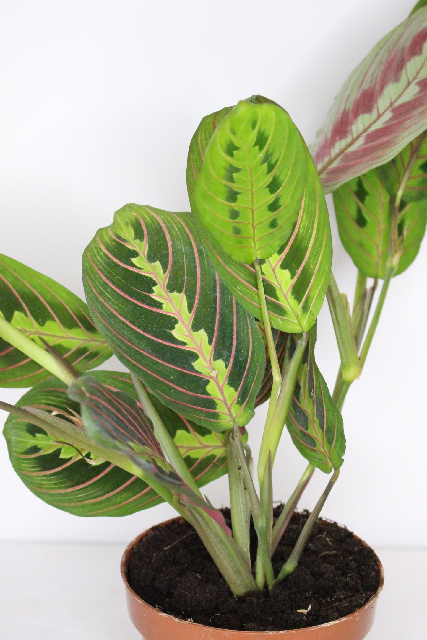 Maranta Leuconeura Fascinator