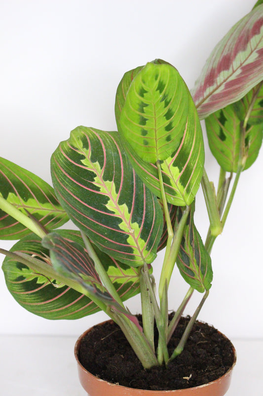 Maranta Leuconeura Fascinator