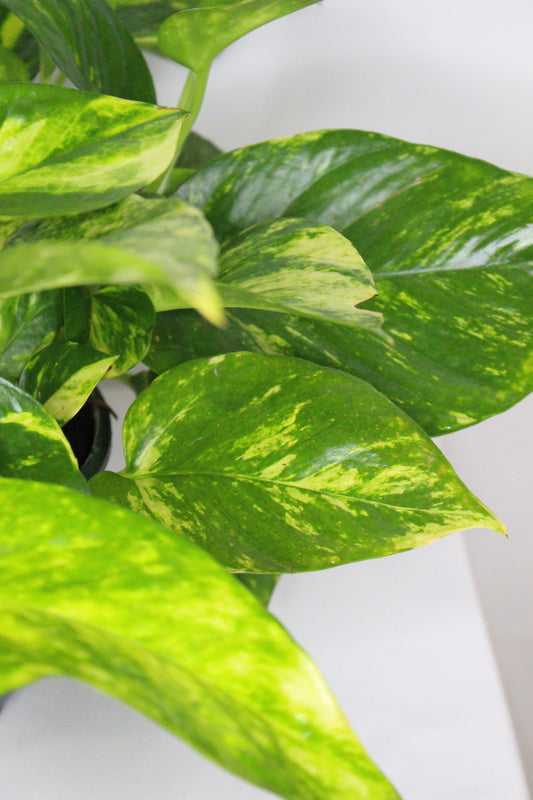 Epipremnum Poto Colgar