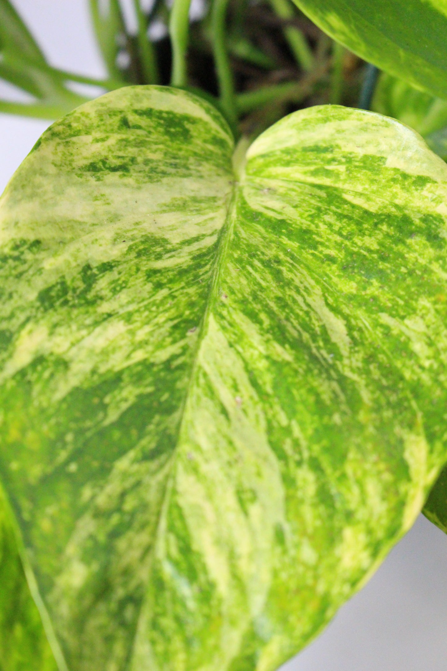 Epipremnum Poto Colgar