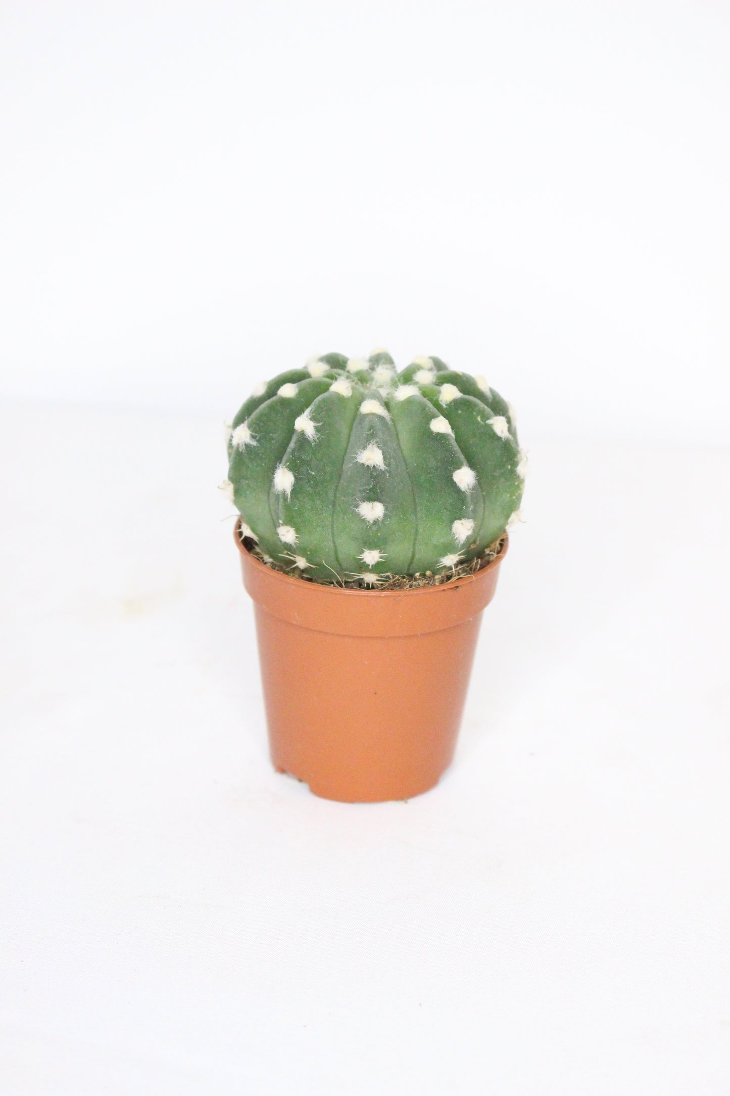 Echinopsis Subdenudata