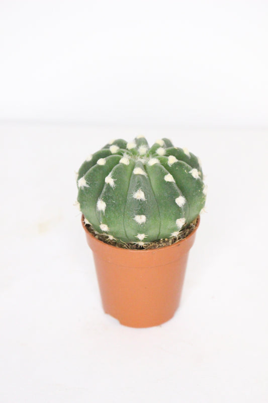 Echinopsis Subdenudata