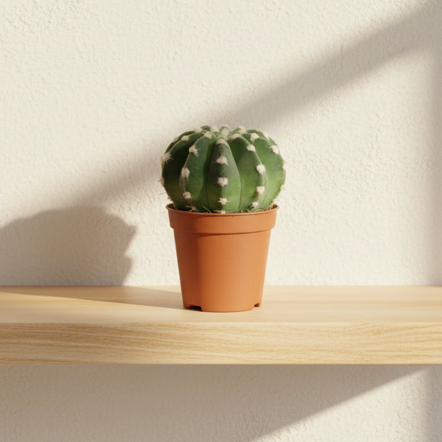 cactus-coleccionable