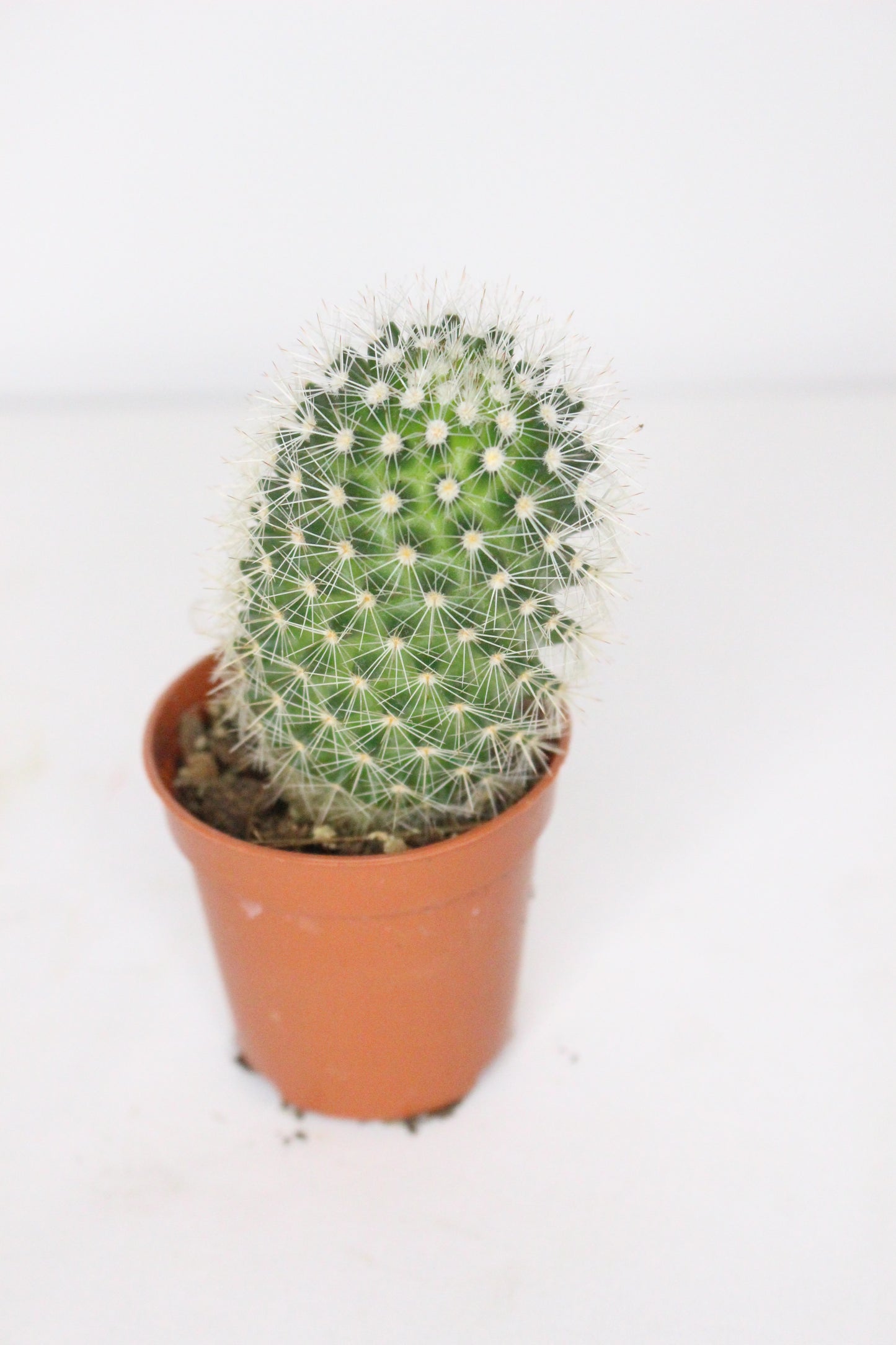 Mammillaria Backebergiana