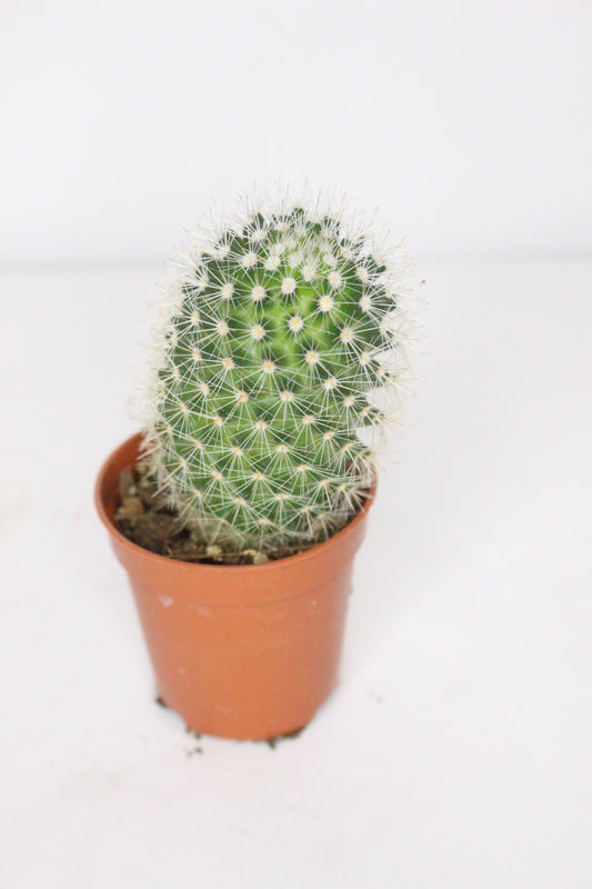 Mammillaria Backebergiana