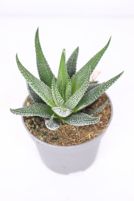 Haworthia Attenuata