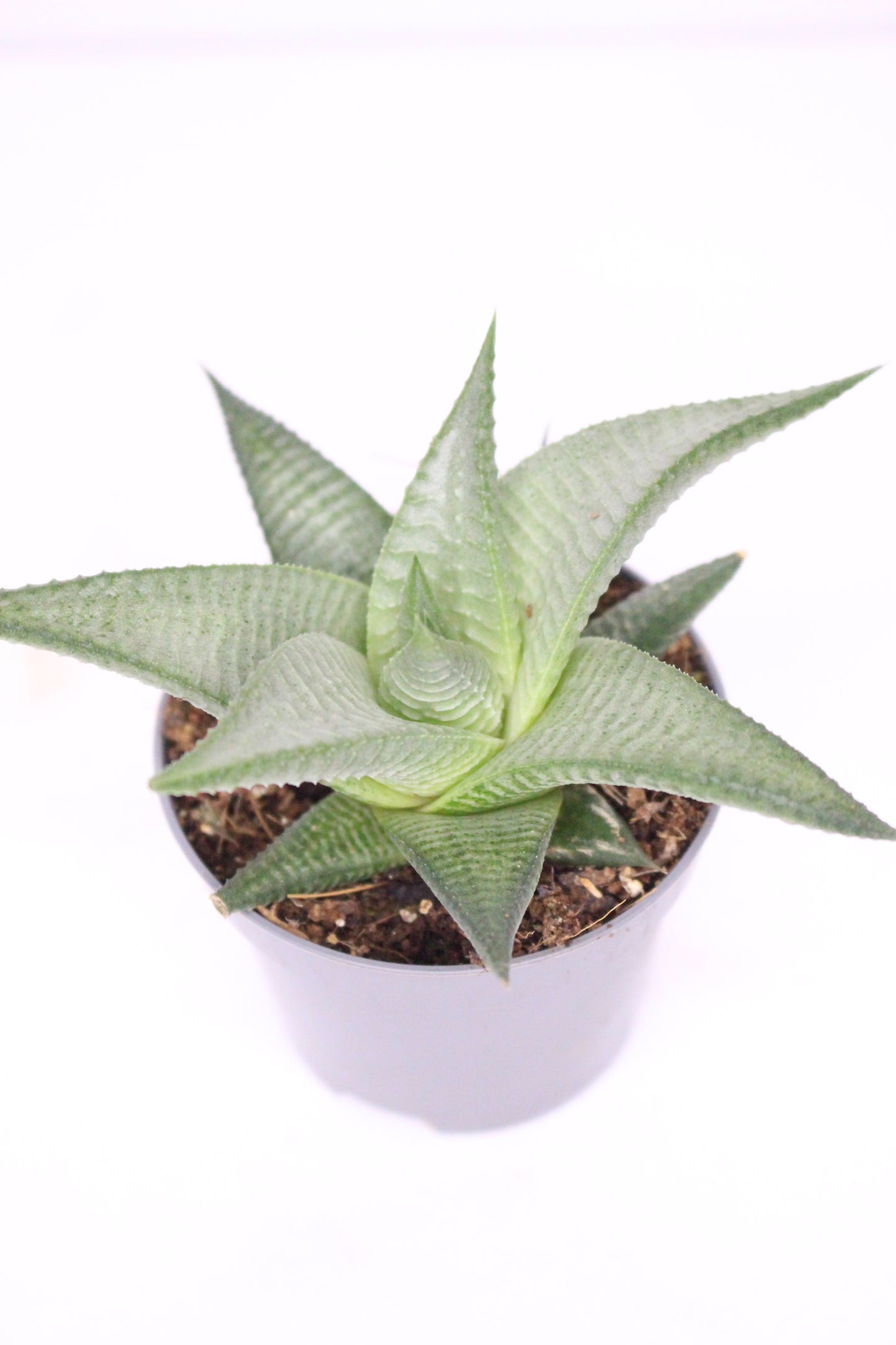 Haworthia Limifolia