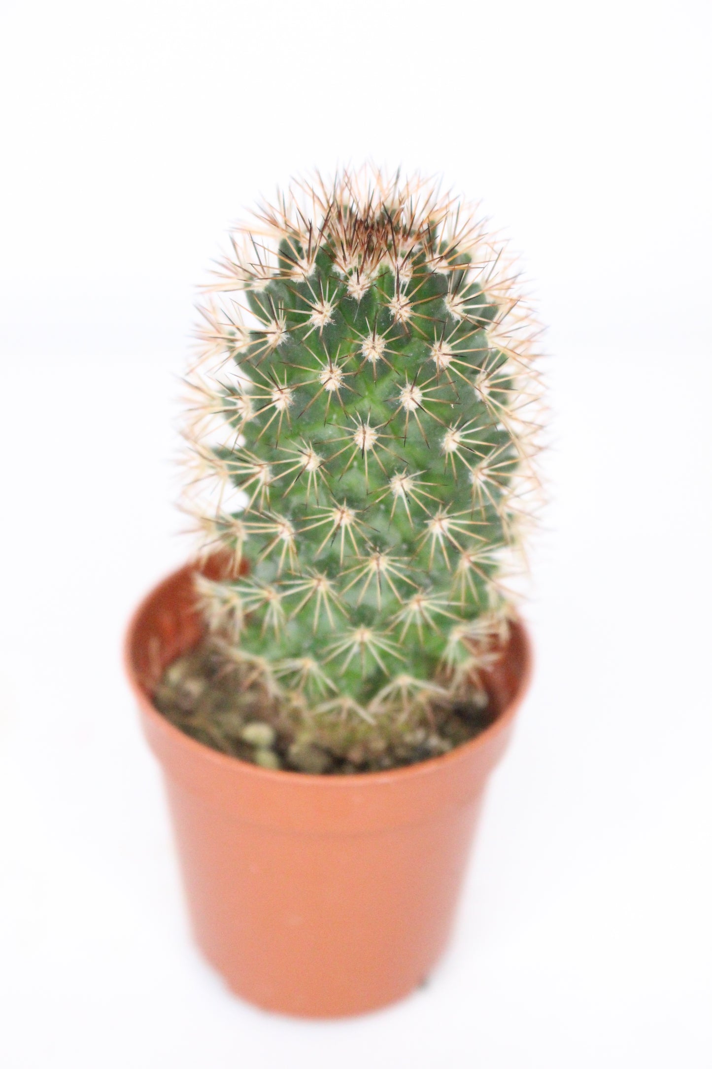 Mammillaria Backebergiana