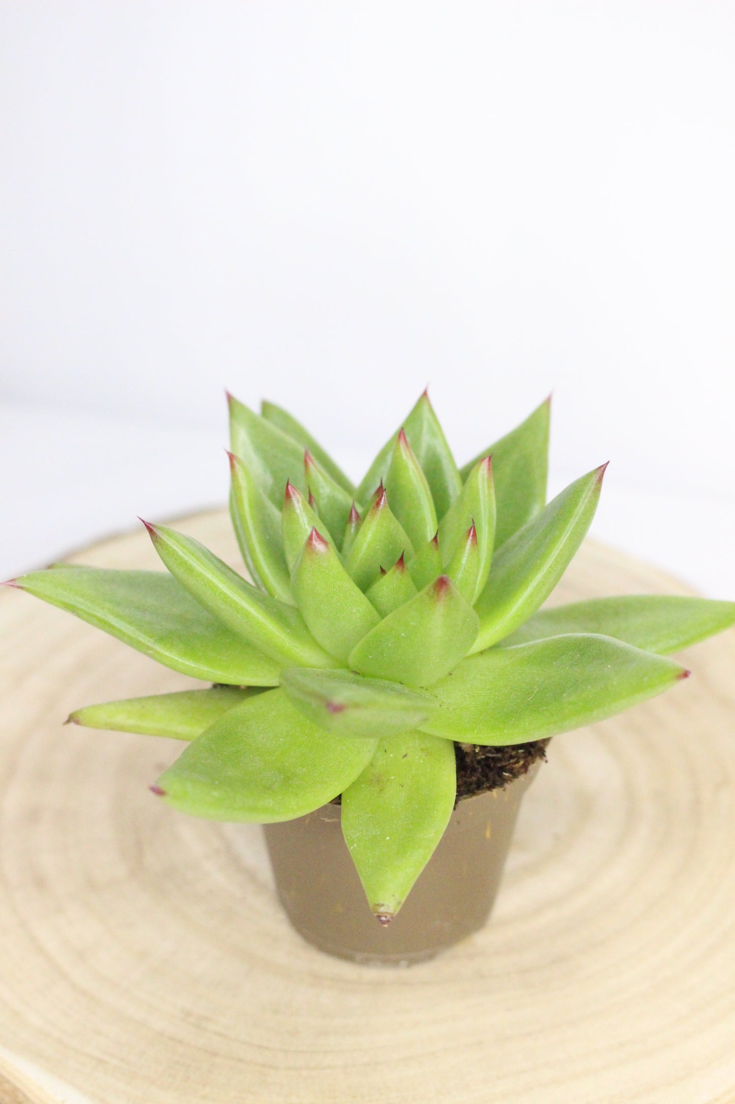 Echeveria Agavoides