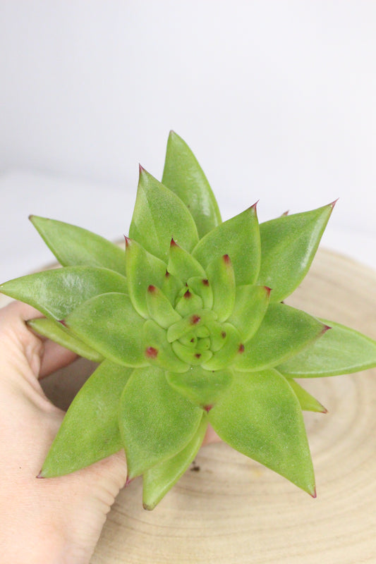 Echeveria Agavoides