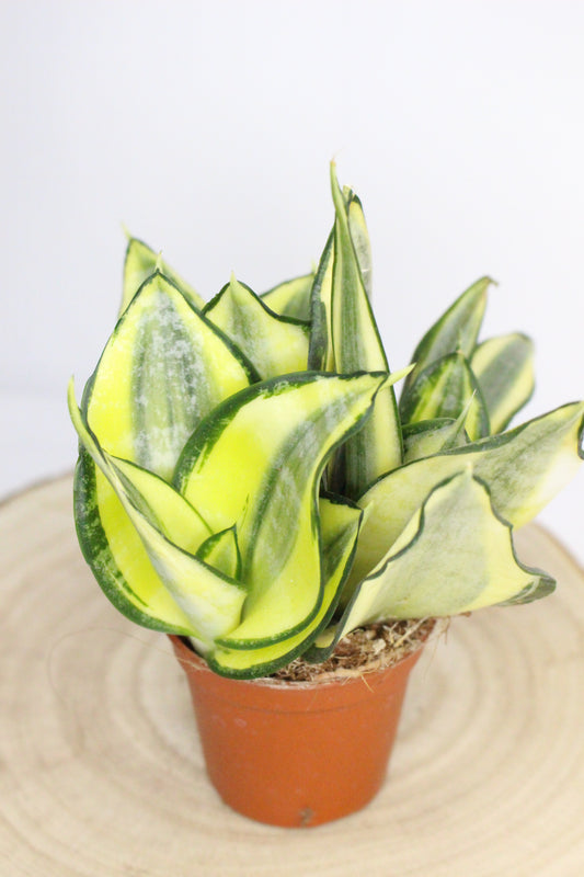 Mini Sansevieria Trifasciata Hahnii Amarillo
