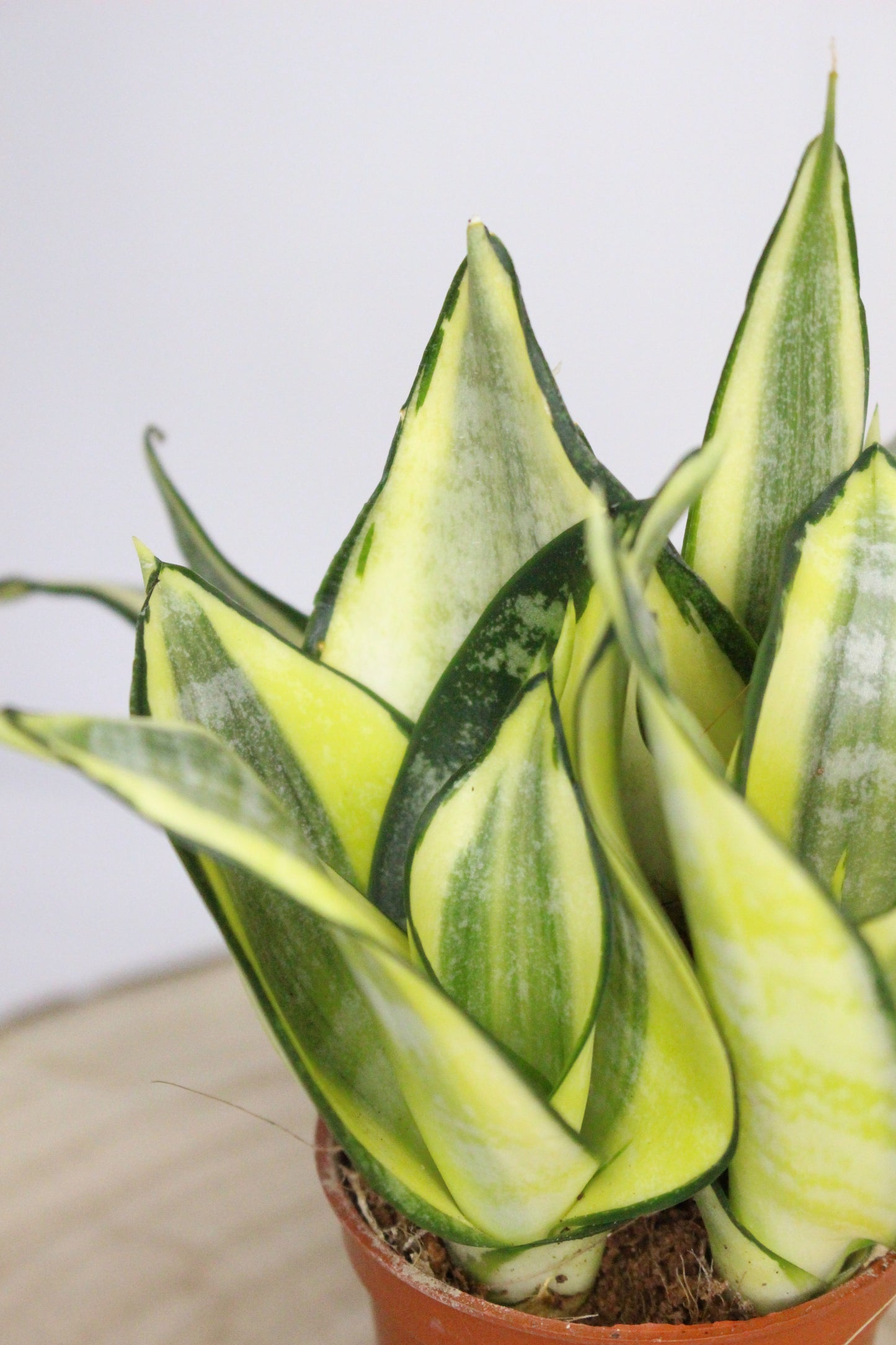 Mini Sansevieria Trifasciata Hahnii Amarillo