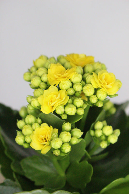 Kalanchoe Rosalina Amarillo 7cm