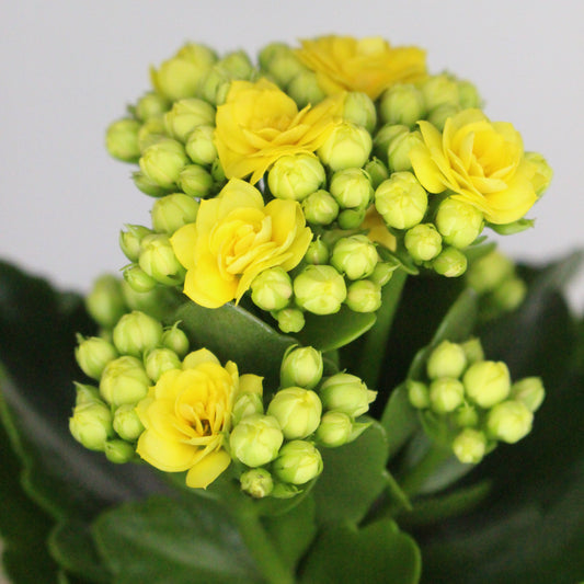kalanchoe-amarillo