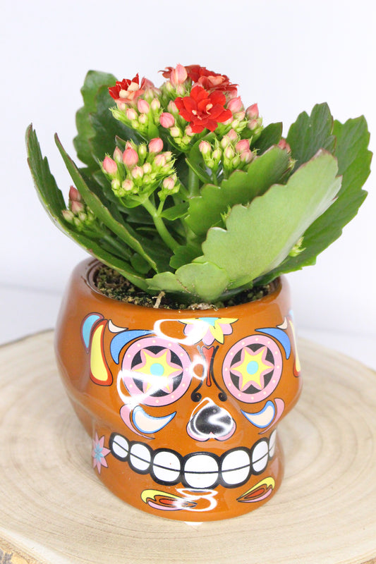 Macetero Calavera Mexicana Marrón L