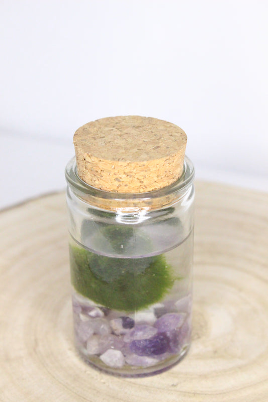 Marimo Mini Akan Amatista