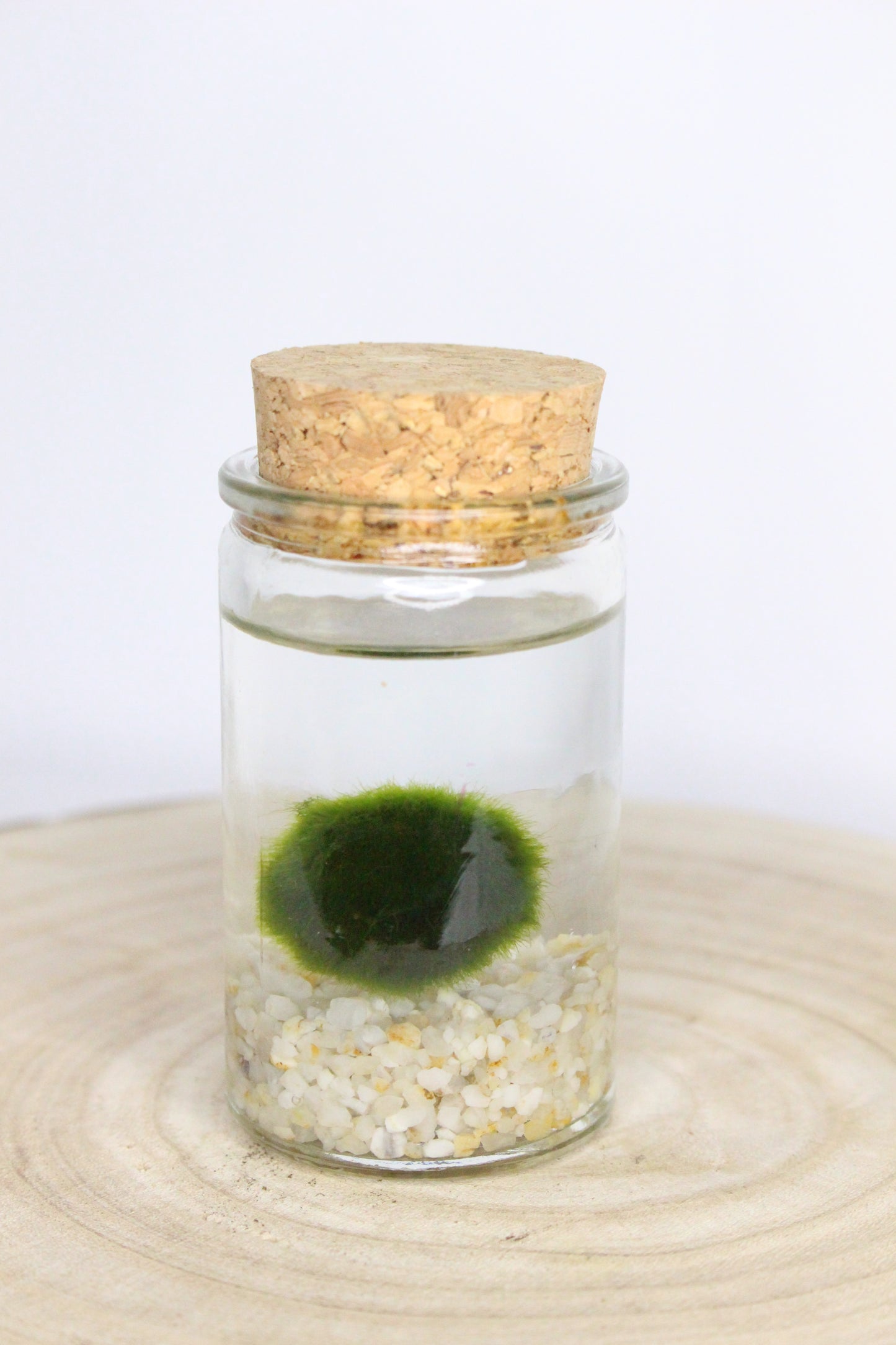 Marimo Mini Terrario Acuático