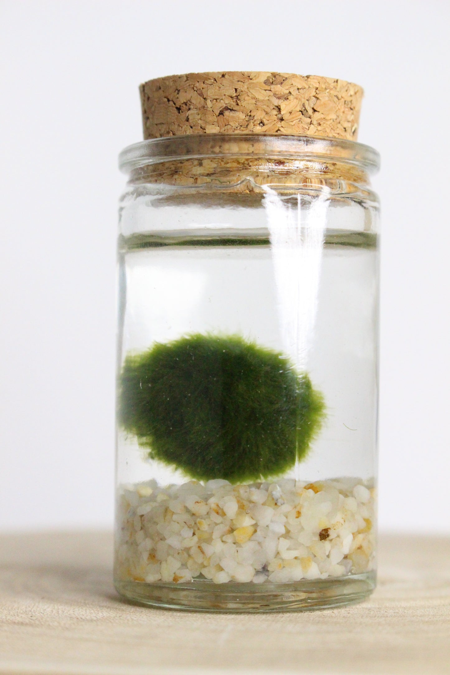 Marimo Mini Terrario Acuático
