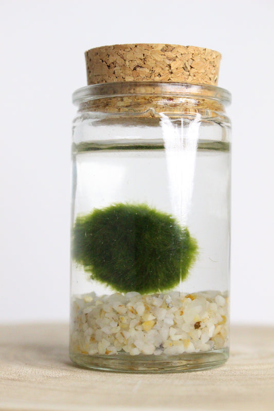 Marimo Mini Terrario Acuático