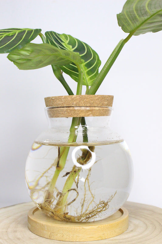 Maranta Leuconeura Lemon Hidroponia