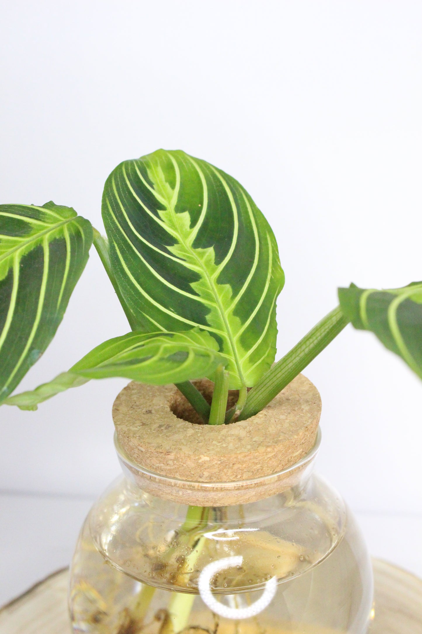 Maranta Leuconeura Lemon Hidroponia