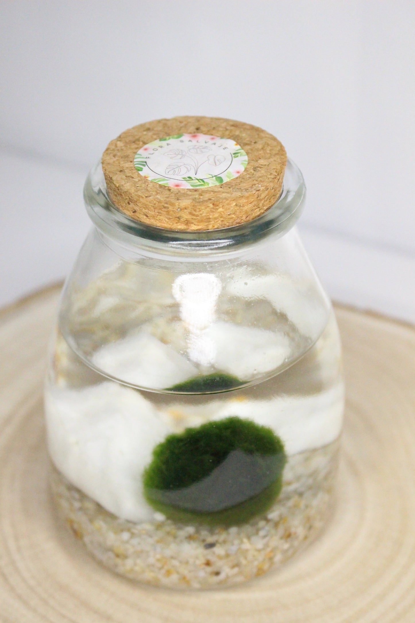 Marimo Terrario Acuático