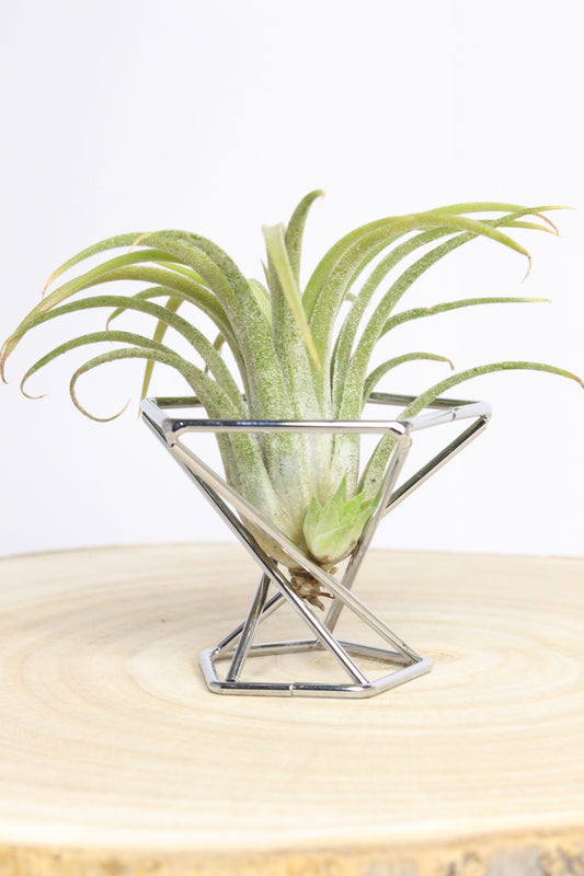Tillandsia Soporte Metal
