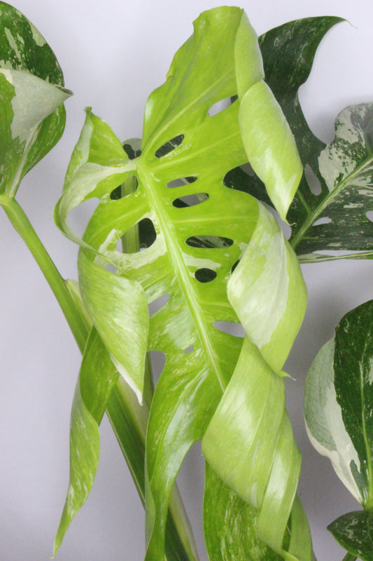 Monstera Variegada 1