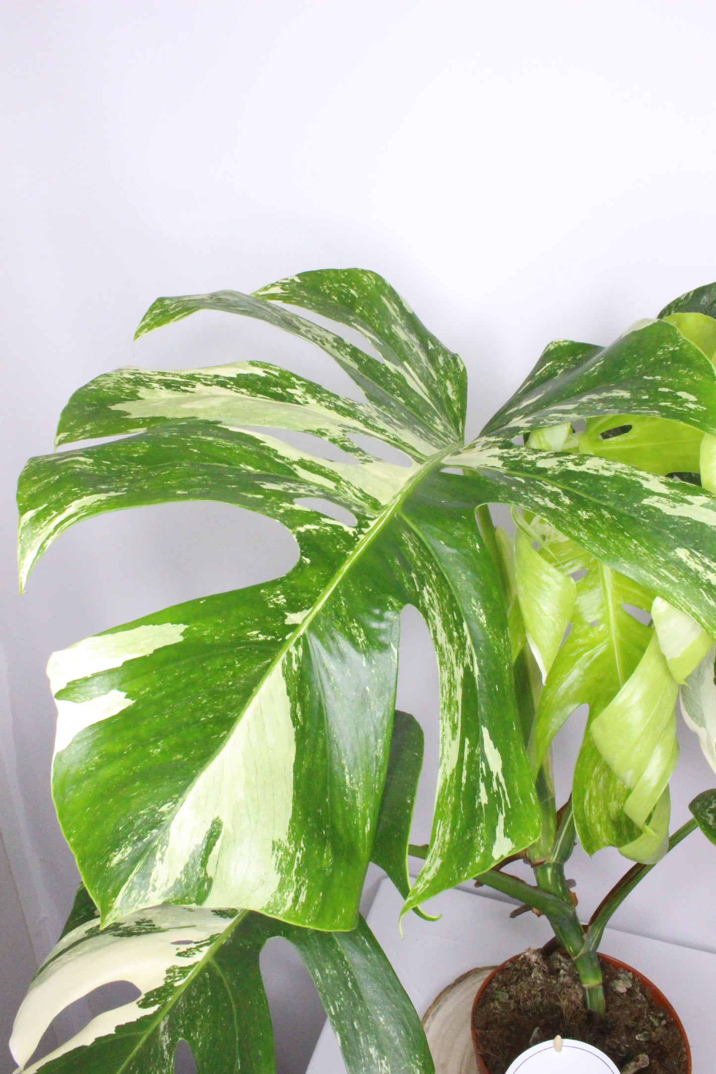 Monstera Variegada 1