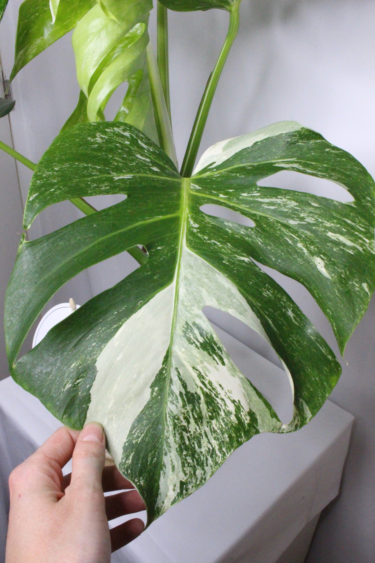 Monstera Variegada 1