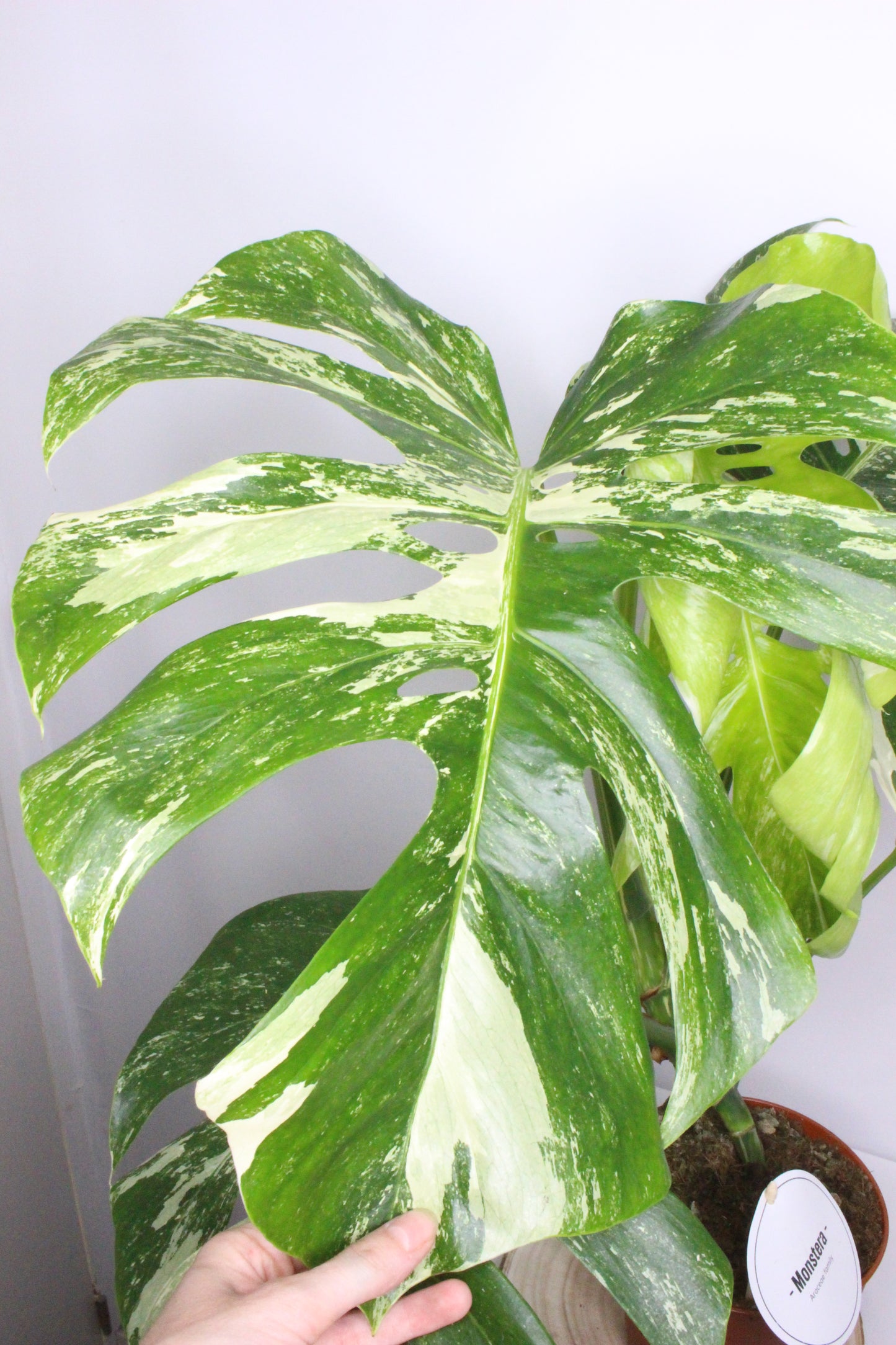 Monstera Variegada 1
