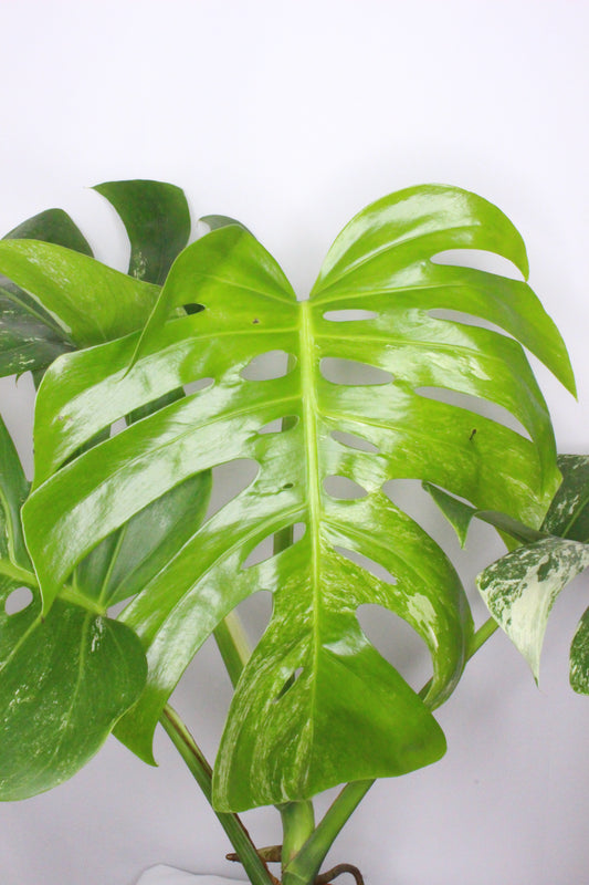 Monstera Variegada 2