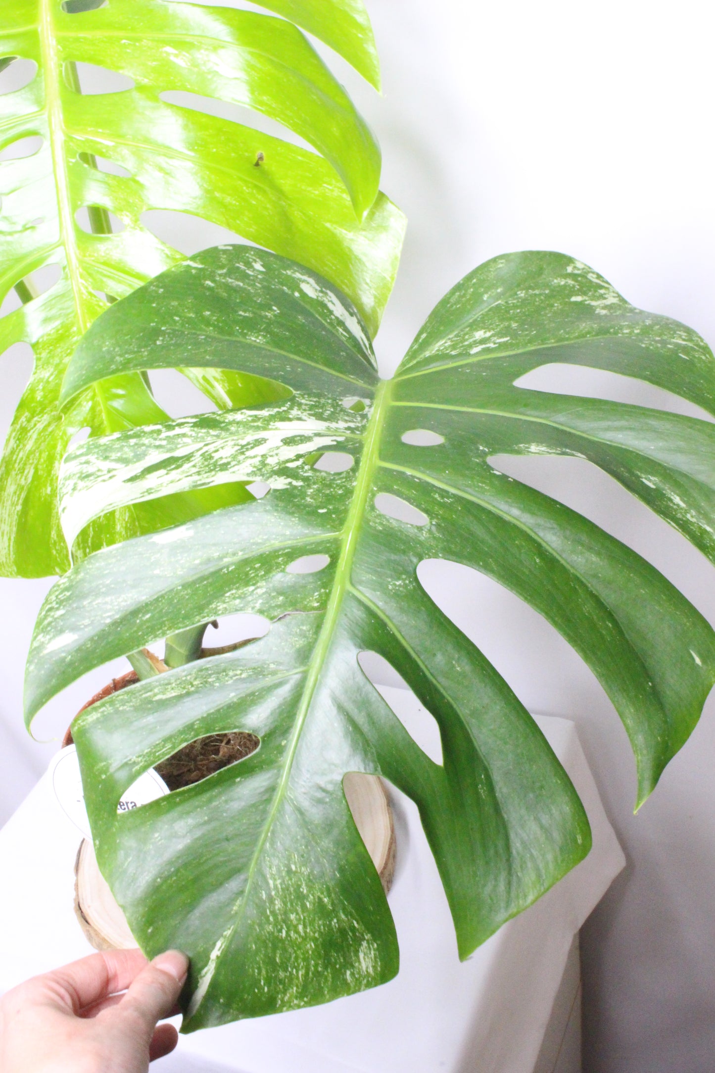 Monstera Variegada 2